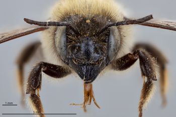Media type: image;   Entomology 793801 Aspect: head frontal view